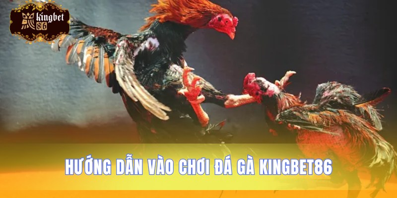 Các bước tham gia cược đá gà chi tiết